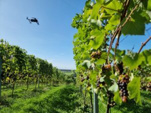 drone mapping of vineyards will support new vista project