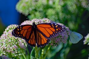 polli unveiled unlocking mysteries of monarch habitats with drones ai and cloud computing