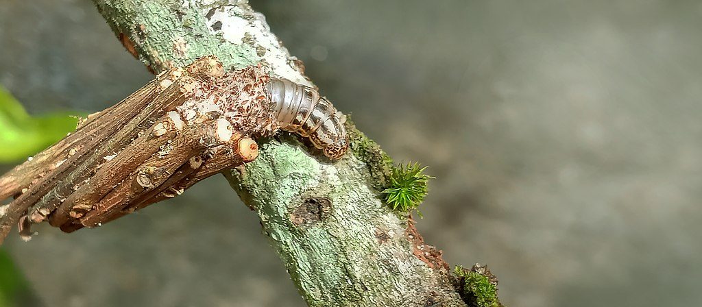 terra drone agri launches drone based bagworm control for malaysian oil palm plantations